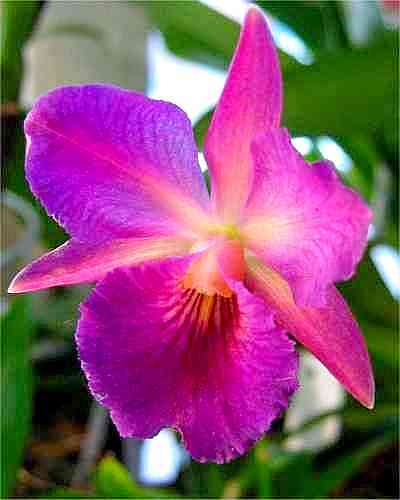 Cattleytonia Jamaica Red